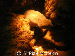 I shot this picture from the karakaya lake. It is a kind ... by Ali Riza Gultekin 